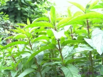 Rezept: Pfeffi-Sirup Bild Nr. 2 Pfeffi-Sirup - Rezept - Bild Nr. 2