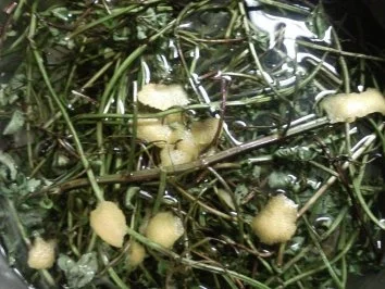 Rezept: Pfeffi-Sirup Bild Nr. 3 Pfeffi-Sirup - Rezept - Bild Nr. 3