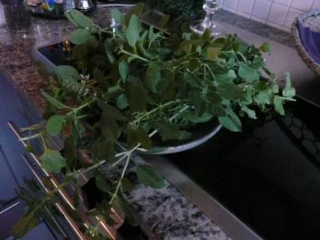 PESTO VERDE - Rezept - Bild Nr. 2