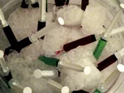 Blut oder Gift - Rezept