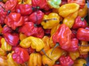 Scharfe Sauce "Pepper Sauce" aus Afrika - Rezept