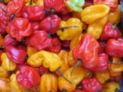 Scharfe Sauce "Pepper Sauce" aus Afrika - Rezept