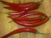 Scharfes Gweürz / Keine STERNEN vergeben bitte!!! - Rezept