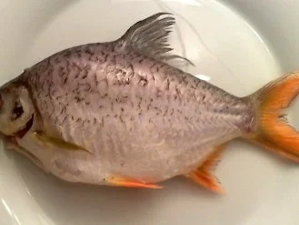 Karpfen Namens Wanda / Keine STERNEN vergeben bitte!!! - Rezept - Bild Nr. 2