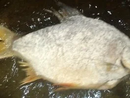 Karpfen Namens Wanda / Keine STERNEN vergeben bitte!!! - Rezept - Bild Nr. 3