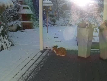 Mongolentopf =  Fleisch und Gemüse-Fondue - Rezept - Bild Nr. 8