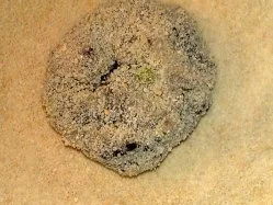 Champignon-Frikadellen / Keine STERNEN vergeben bitte!!! - Rezept - Bild Nr. 6