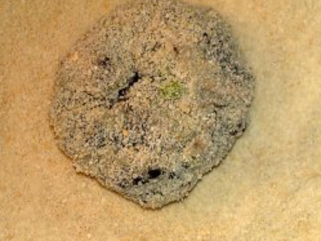 Champignon Frikadellen / Keine STERNEN vergeben bitte - einfach - 422 ...