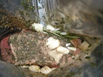 Rezept: Roastbeef mit Ofenkartoffel und der anderen Brotbeilage Bild Nr. 3 Roastbeef mit Ofenkartoffel und der anderen Brotbeilage - Rezept - Bild Nr. 3