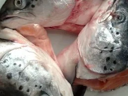 Lachssüppchen mit Chilli - Rezept - Bild Nr. 2