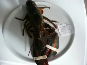 VORSPEISE /SCHALENTIER/FISCH:Hummer - Rezept - Bild Nr. 2