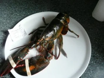 VORSPEISE /SCHALENTIER/FISCH:Hummer - Rezept - Bild Nr. 3