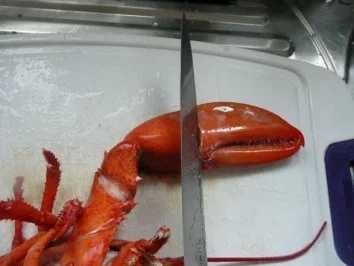 VORSPEISE /SCHALENTIER/FISCH:Hummer - Rezept - Bild Nr. 9