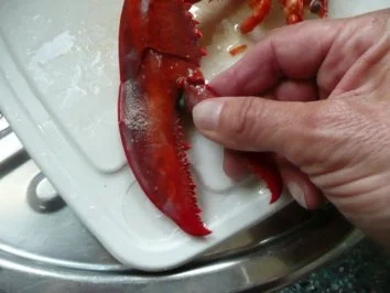 VORSPEISE /SCHALENTIER/FISCH:Hummer - Rezept - Bild Nr. 10