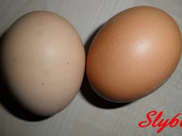 Rezept: Nudelgerichte:Spaghetti mit Gemüse und Wurst Bild Nr. 4 Nudelgerichte:Spaghetti mit Gemüse und Wurst - Rezept - Bild Nr. 4