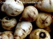 Gemüse – Knolliger Kälberkropf in Griebenschmalz gebacken - Rezept