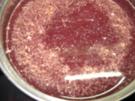 Glühwein-Sirup - Rezept
