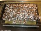 Weihnachten: Snowcaps - Rezept
