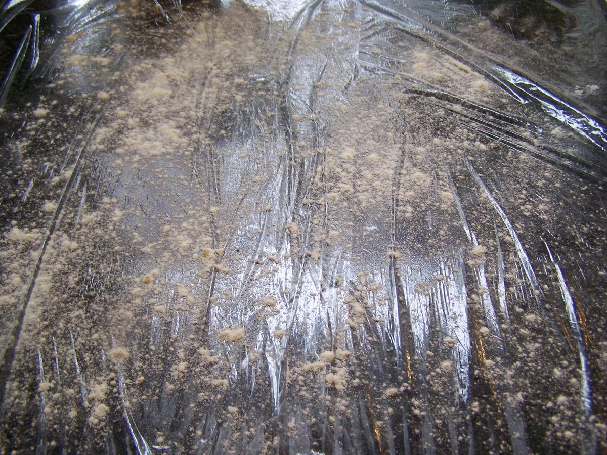 gefüllte Hackfleischrolle - Rezept - Bild Nr. 4897