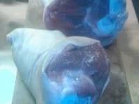 Rezept: Schweineshaxe mit Sauerkraut und Stampf á la Dieter Bild Nr. 6 Schweineshaxe mit Sauerkraut und Stampf á la Dieter - Rezept - Bild Nr. 6