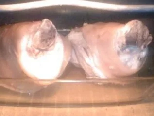 Rezept: Schweineshaxe mit Sauerkraut und Stampf á la Dieter Bild Nr. 22 Schweineshaxe mit Sauerkraut und Stampf á la Dieter - Rezept - Bild Nr. 22