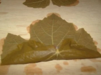 Gefüllte Weinblätter, mit Fleisch - Rezept - Bild Nr. 6