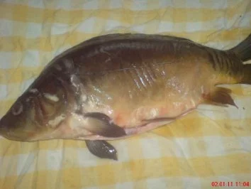 Karpfen blau - Rezept - Bild Nr. 2