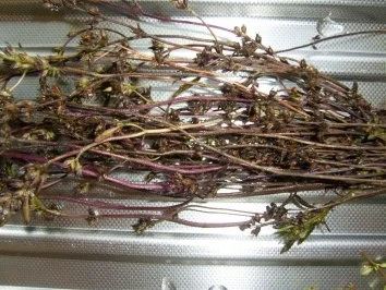 Ölmarinade- mit Bild - Rezept - Bild Nr. 9