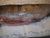 Lachs gefüllt mit Spinat u. gedünstent - Rezept - Bild Nr. 2