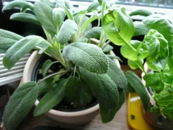 WILD / HIRSCHKEULE mit Zucchiniplätzchen & Rotweinbirnen - Rezept - Bild Nr. 4