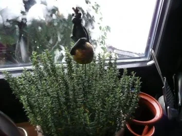 WILD / HIRSCHKEULE mit Zucchiniplätzchen & Rotweinbirnen - Rezept - Bild Nr. 5