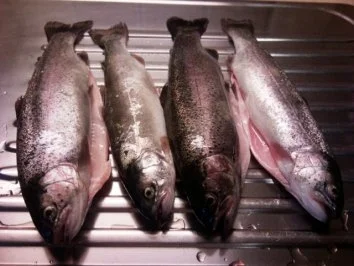 Rezept: Forelle - Hochgenuss Forelle - Hochgenuss - Rezept