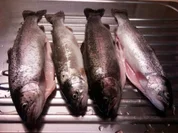 Forelle -  Hochgenuss - Rezept