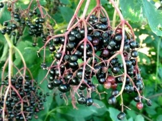 Hausgmachter Hollerlikör - Rezept - Bild Nr. 2