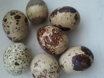 Wachteleier auf Avocadocreme - Rezept - Bild Nr. 2