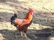 Fleisch: Ein echter Hahn - Rezept