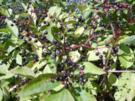 Holunderbeeren - Gelee - Rezept