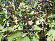 Holunderbeeren - Gelee - Rezept