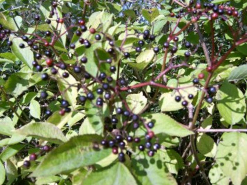 Holunderbeeren - Gelee - Rezept mit Bild - kochbar.de