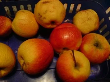 Rezept: Alles unter einer Decke Bild Nr. 16 Alles unter einer Decke - Rezept - Bild Nr. 16