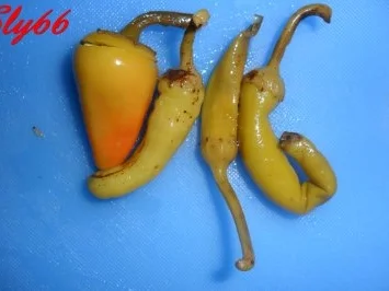 Snacks:Schübling Gebraten - Rezept - Bild Nr. 5