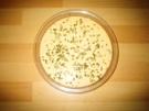 Obatzda - Rezept