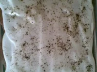 Rezept: Mooskuchen Bild Nr. 2 Mooskuchen - Rezept - Bild Nr. 2