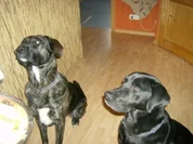 Rezept: Schlemmertopf fรผr Seppi und Gina Schlemmertopf fรผr Seppi und Gina - Rezept