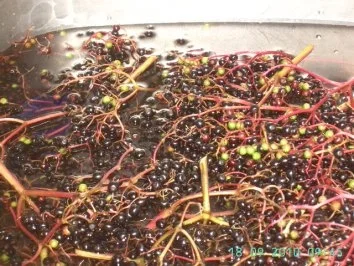 Rezept: Holunderbeerensaft - Fliederbeerensaft Einkochen Holunderbeerensaft - Fliederbeerensaft Einkochen - Rezept