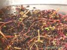 Holunderbeerensaft - Fliederbeerensaft  Einkochen - Rezept