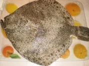 Steinbutt mit Vinaigrette von Datteltomaten - Rezept