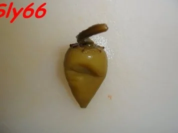 Soßen:Hackfleisch-Gemüse Soße ohne Tomaten - Rezept - Bild Nr. 6