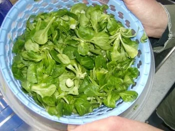 Rezept: Feldsalat und Rucola treffen Speckschwammerl Bild Nr. 3 Feldsalat und Rucola treffen Speckschwammerl - Rezept - Bild Nr. 3