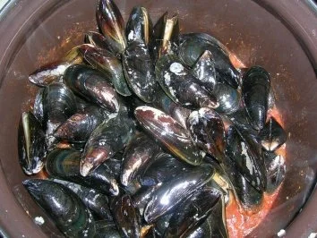 Zuppa di cozze - Muscheln in Tomatensauce (toskanisches Rezept) - Rezept - Bild Nr. 2